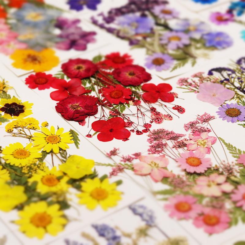 Art And Craft Nature - Real Natural Pressed Dried Plant Flowers