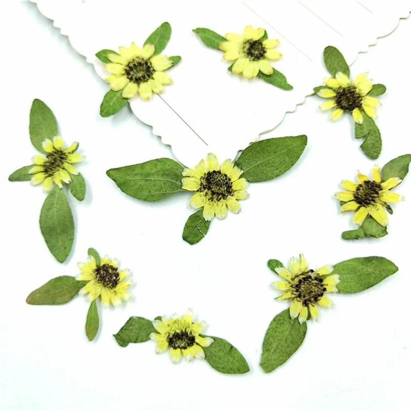 24pcs,Natural Pressed Mini Sun - Art Craft 2 Year Olds ulasan dan harga