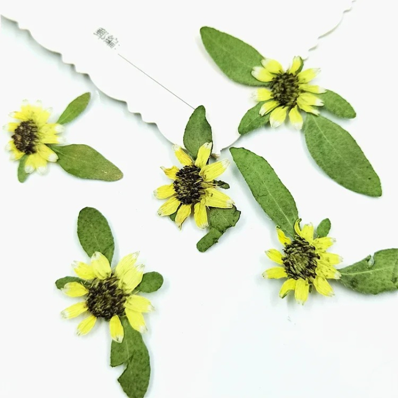 24pcs,Natural Pressed Mini Sun - Art Craft 2 Year Olds ulasan dan harga