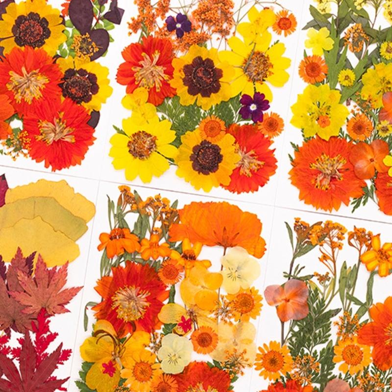 Natural Pressed Dried Flower F - Art And Craft Nature ulasan dan harga