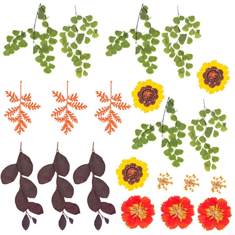 Natural Pressed Dried Flower F - Art And Craft Nature ulasan dan harga
