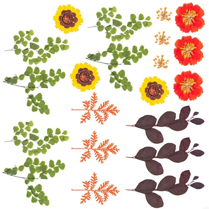 Natural Pressed Dried Flower F - Art And Craft Nature ulasan dan harga