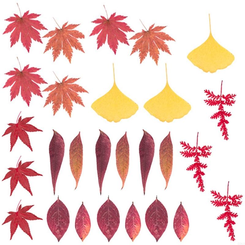Natural Pressed Dried Flower F - Art And Craft Nature ulasan dan harga