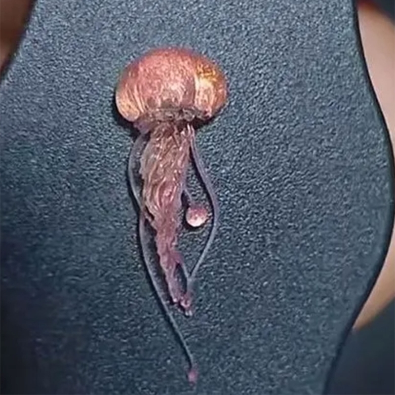 M2EA Soft Silicone Jellyfish M - Art Craft Jellyfish ulasan dan harga
