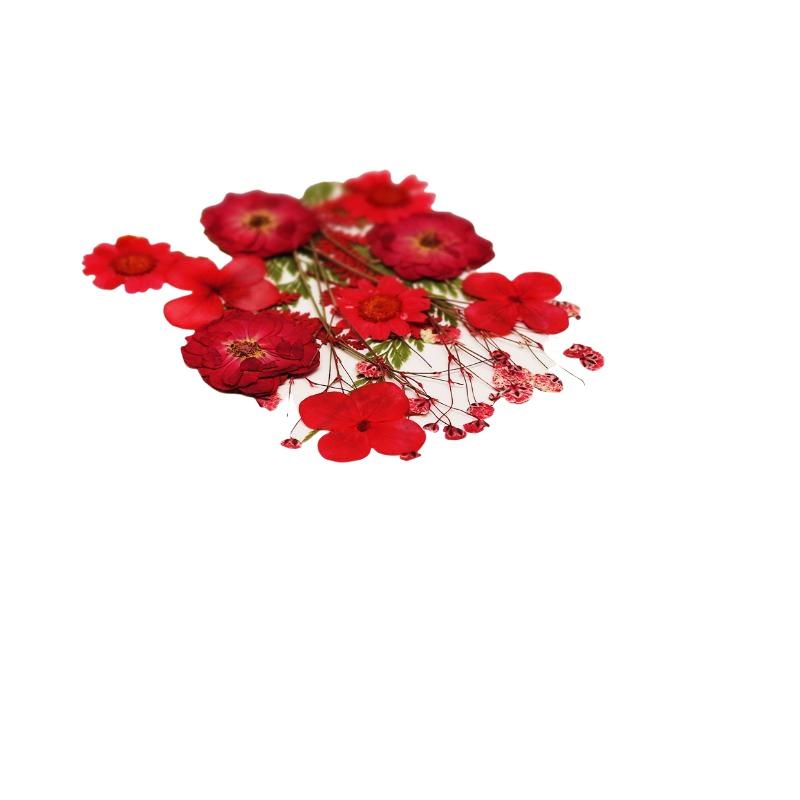 Real Natural Pressed Dried Pla - Art And Craft Nature ulasan dan harga