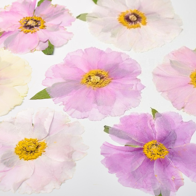1pcs,Nature Big Size Peony Rea - Art Craft 2 Year Olds ulasan dan harga