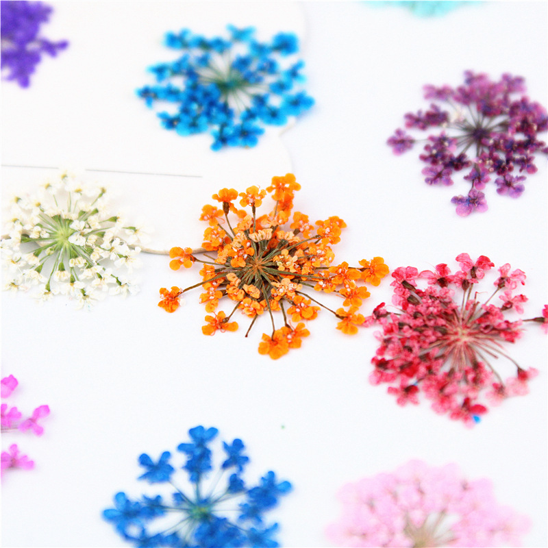 12/24Pcs Pressed Flower Snowdr - Art Craft 2 Year Olds ulasan dan harga