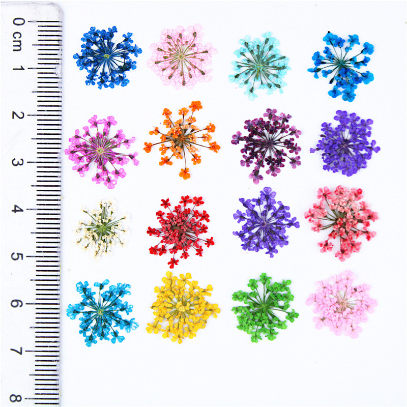 12/24Pcs Pressed Flower Snowdr - Art Craft 2 Year Olds ulasan dan harga