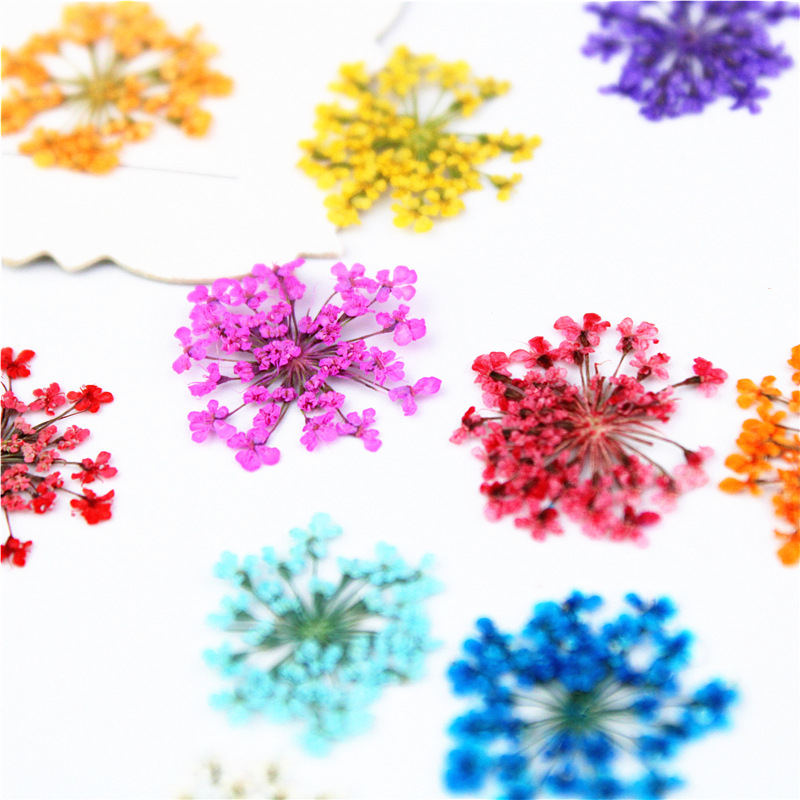 12/24Pcs Pressed Flower Snowdr - Art Craft 2 Year Olds ulasan dan harga
