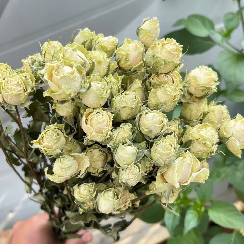 Natural Dried Rose Flower Bouq - Art And Craft Nature ulasan dan harga